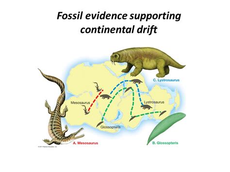 Fossils: Fossils Evidence Of Continental Drift