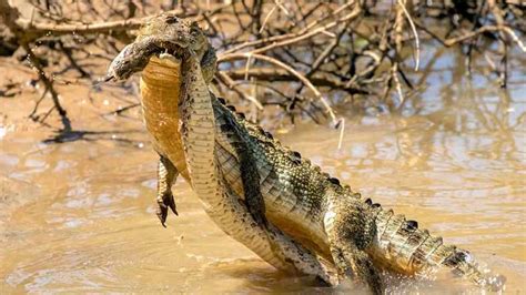 crocodile and snake fight photos getting viral on social media from ...