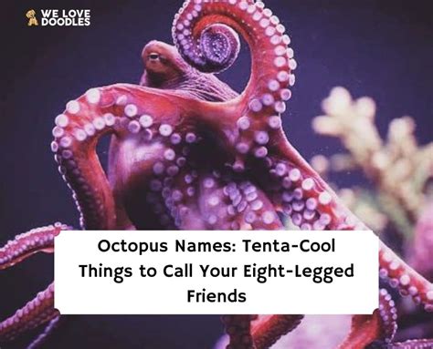 103 Octopus Names: Tenta-Cool Names! (2024) - We Love Doodles