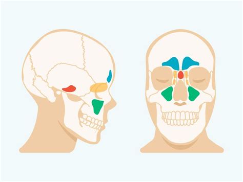 Sinus Cavities in the Head: Anatomy, Diagram & Pictures