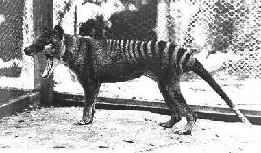 Thylacine Facts, Habitat, Pictures, Sightings, Extinction and Range