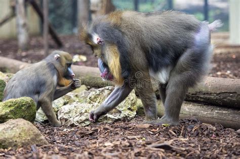 Mandrill Monkey portrait stock photo. Image of mandrillus - 38525134