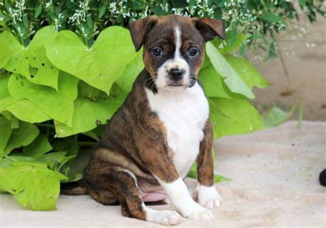 Boston Terrier Mix Puppies for Sale - Keystone Puppies