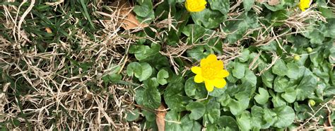 Lesser Celandine....Smotherer of Native Plants - Greenacres Foundation