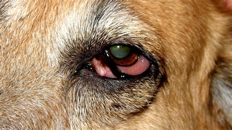 Dog Eye Injury Pictures - Injury Choices