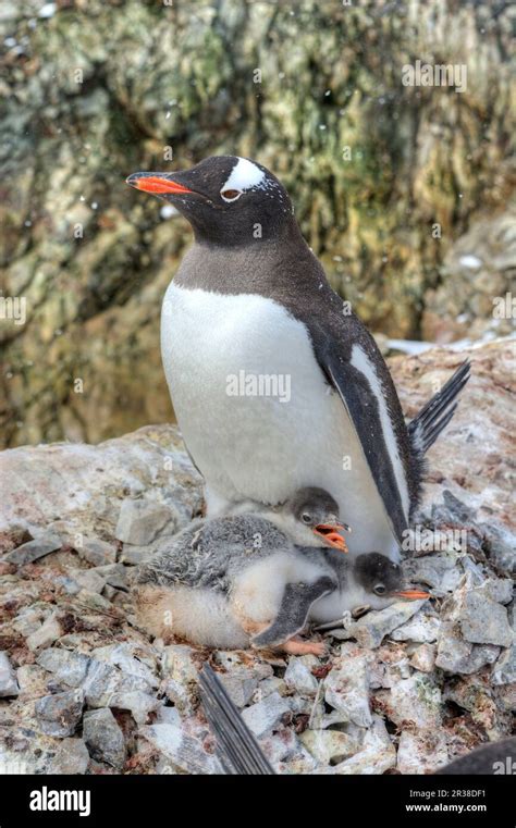 Gentoo penguin colonies during breeding season in Antarctica Stock ...