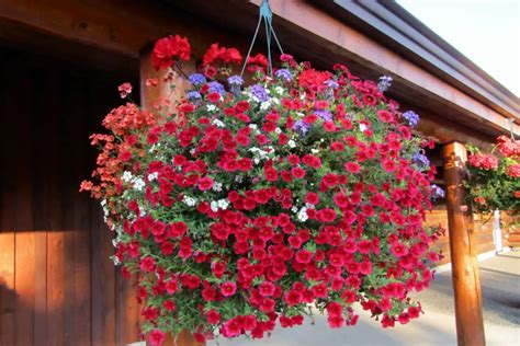 How To Grow And Care For Petunias In Hanging Baskets