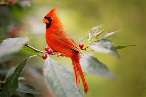 Cardinal Bird Meaning / Since cardinal is a resident bird, it is around ...
