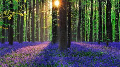 Bluebell forest at spring (Hallerbos, Belgium) - backiee