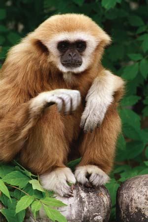 White Handed Gibbon Habitat, Facts, Behavior, Diet