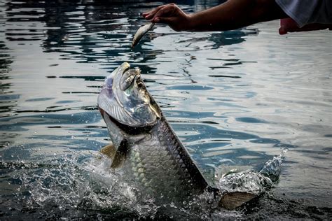 Discover the Majestic Tarpon: Silver King of the Sea - FishOnTips