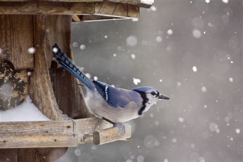 Winter Bird Feeding - How To Help Birds Survive Winter