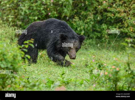 Big Sloth bear or Melursus ursinus vulnerable species encounter in natural habitat during jungle ...