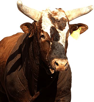 J.B. Mauney's Bushwacker Bails World Champion | HuffPost