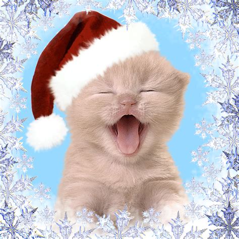 Happy Christmas Kitty Pictures, Photos, and Images for Facebook, Tumblr, Pinterest, and Twitter