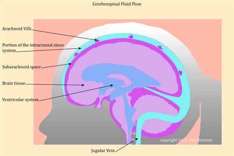 Cerebral Spinal Fluid & How Canine Massage Affects It · PetMassage™ Training and Research Institute