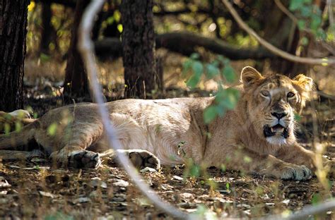 Gir Forest National Park: The Last Lions