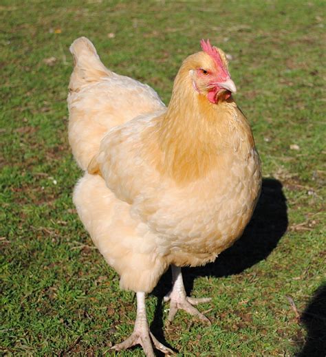 (Buff) Orpington chicken - originally bred for excellent laying and good meat quality. They are ...