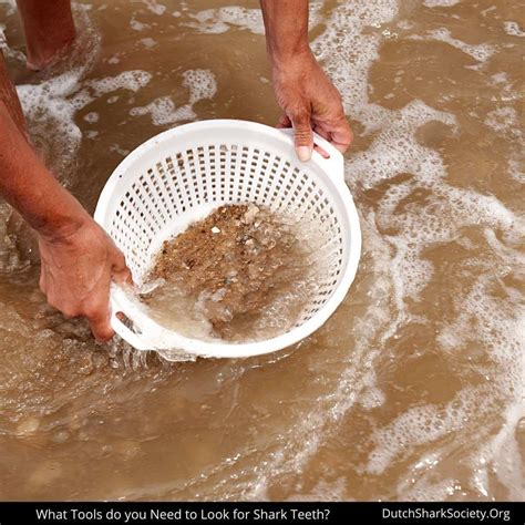 How To Find Shark Teeth On The Beach? - Dutch Shark Society