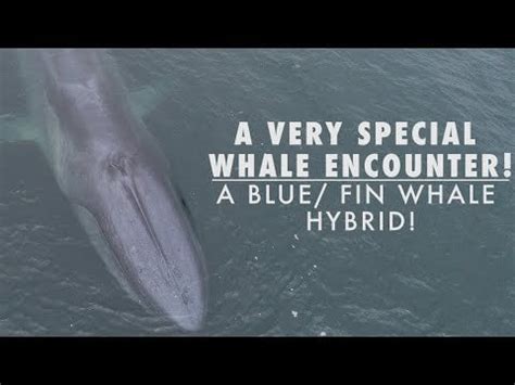 Hybrid Blue/Fin Whale : r/Bluewhales