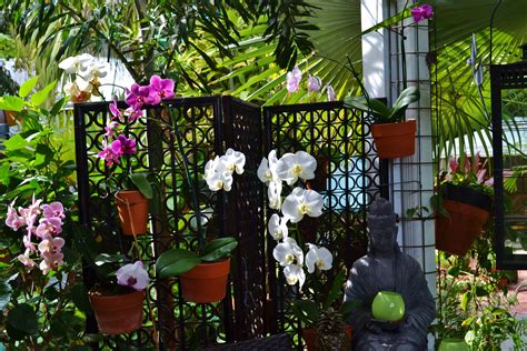 Beautiful orchids in Key West | Beautiful orchids, Orchids, Plants