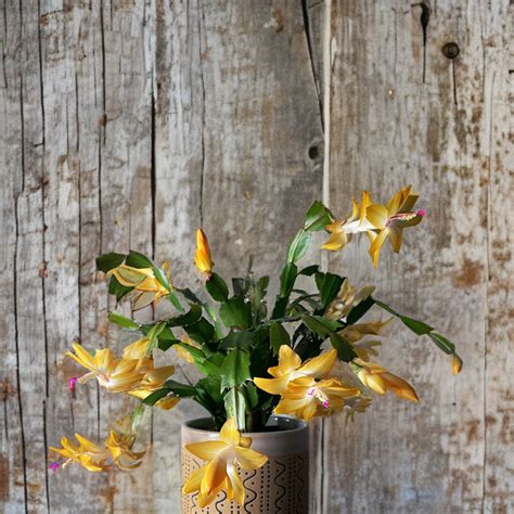 Yellow Christmas Cactus Plant to Brighten Holidays - HouseplantJoy.com