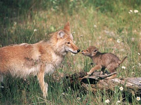 Coyote adult & juvenile – PET BEHAVIOR MEDICINE