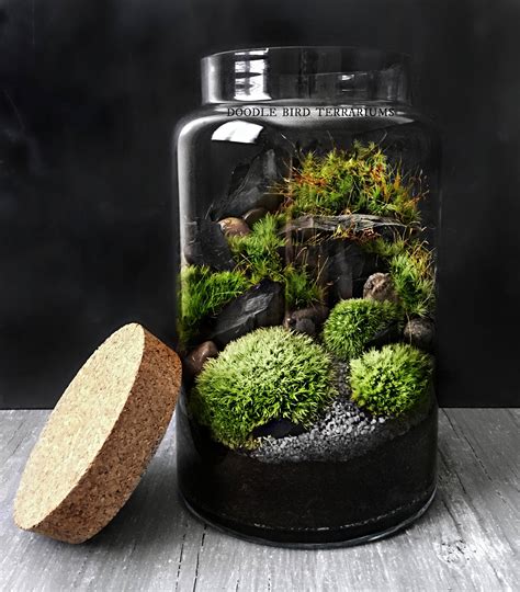 Woodland Moss Terrarium in Large Glass Jar Easy Houseplant