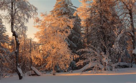 Russian winter forest from a fairy tale · Russia Travel Blog