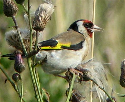 Bird Quizzes - Finches