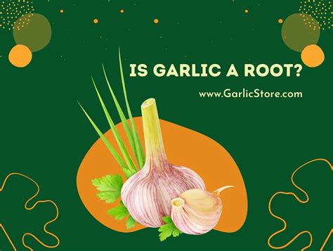 Is Garlic A Root? - Garlic Store