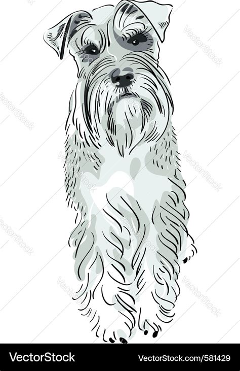 Miniature schnauzer dog Royalty Free Vector Image