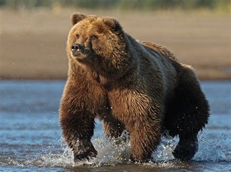 Alaskan Grizzly Bears - Bears Of The World