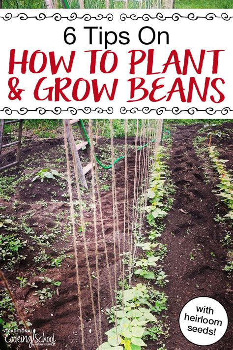 Beans Planting Distance : This will plant three rows at a time, 28 inches apart, which is about ...