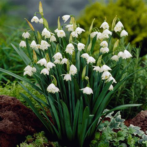 Leucojum Aestivum | Spring Flowering Garden Bulbs | GardenersDream