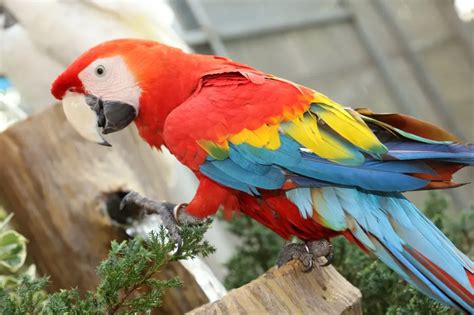 Macaw Bird Price in India (2023) | 10 Types, Care, Facts