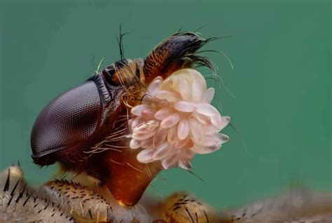 A House Fly with it's Eggs Microscopic Photography, Macro Photography ...