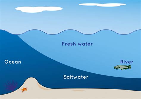 Fresh water meets sea water: Nature's intriguing phenomenon