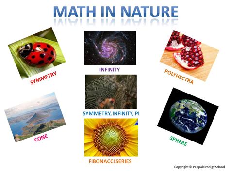 😍 Application of mathematics in nature. Maths in nature (complete). 2019-01-17