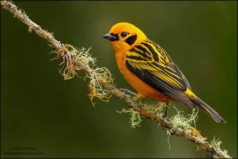 Golden Tanager (Tangara arthus) | Focusing on Wildlife