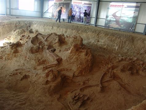 New species of dinosaur dubbed the 'amazing dragon' discovered in China - ABC News