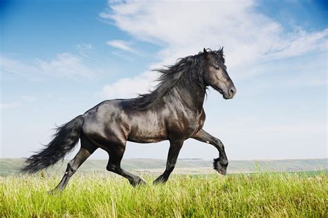 The Friesian Horse Breed: Lifespan and other Quick Facts