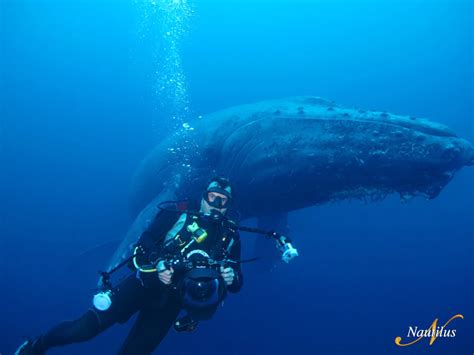 Socorro Island Overview | Nautilus Liveaboards®