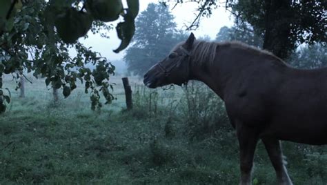 Horse eating apple Footage | Stock Clips