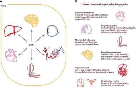 Frontiers | Osteopontin - The stirring multifunctional regulatory ...