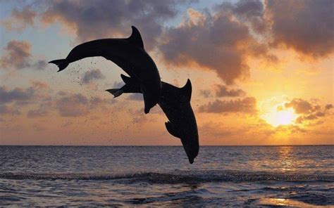 animals, Dolphin, Sea, Sunset Wallpapers HD / Desktop and Mobile ...