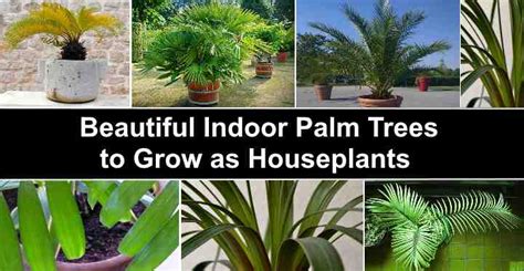 Palm Plant Varieties