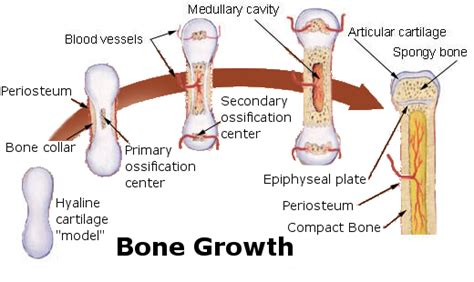 11.5 Bone Growth, Remodeling, and Repair – Human Biology