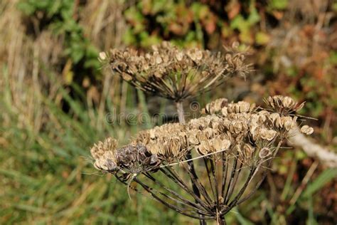 Hogweed seed stock image. Image of common, plant, stem - 100884861