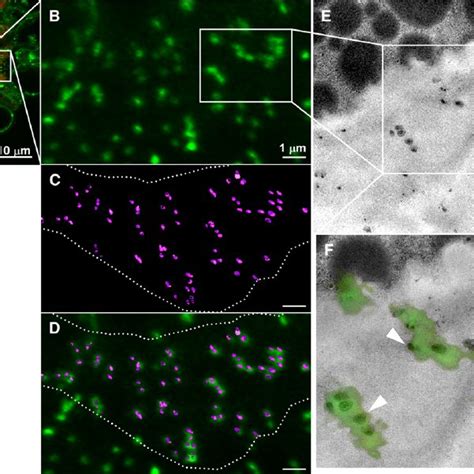 (PDF) A Plasmodesmata-Localized Protein Mediates Crosstalk between Cell-to-Cell Communication ...